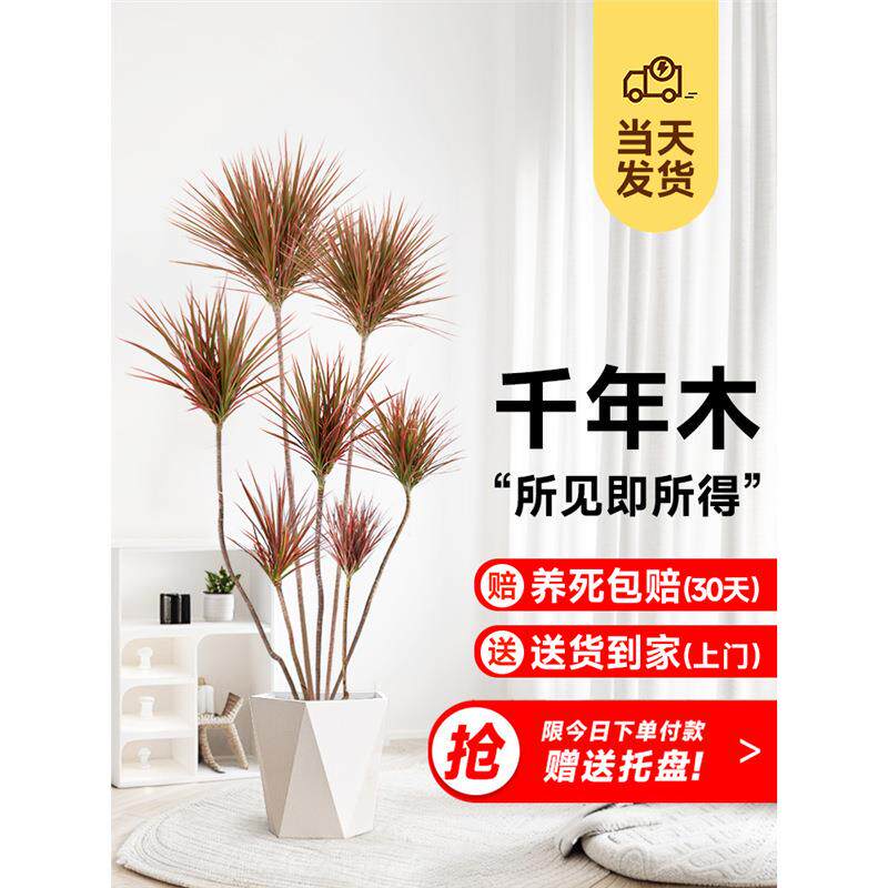 七彩铁千年木室内大型真绿植龙血树盆栽客厅办公室马尾铁盆景植物