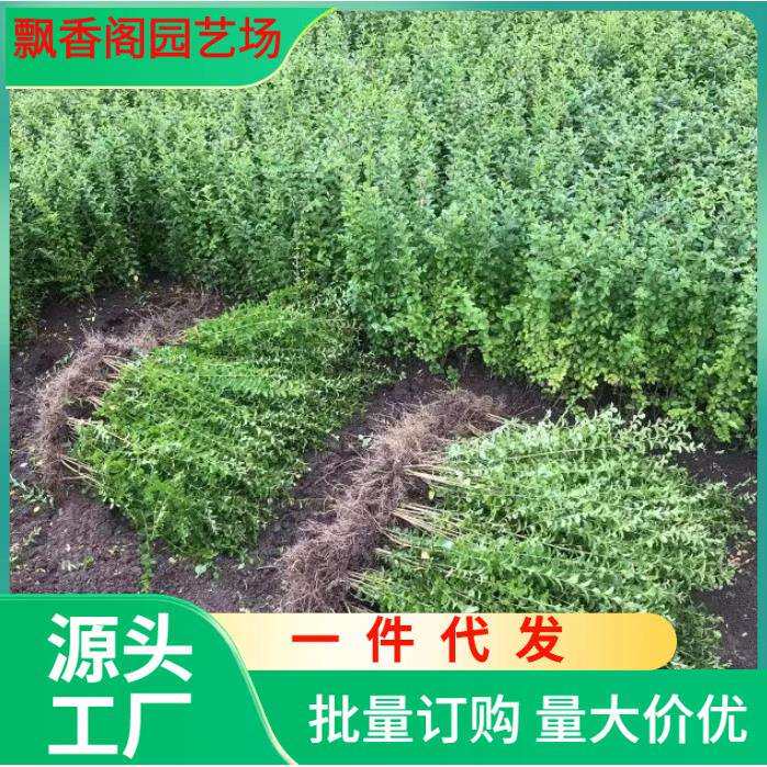 小叶女贞绿篱苗篱笆墙四季常青不落叶庭院围墙绿化带造型耐寒好养