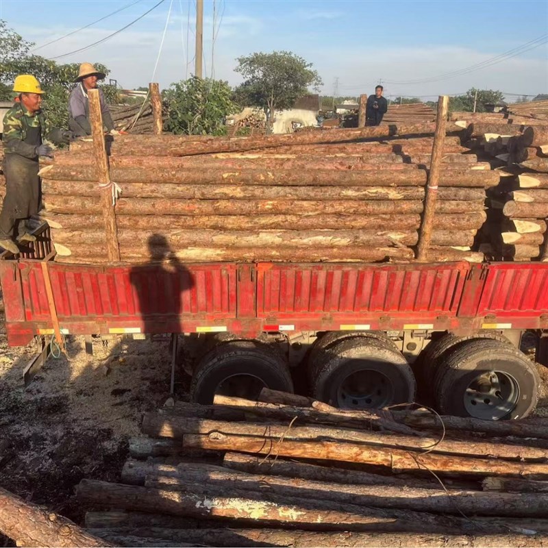 河道驳岸松木桩 杭州松木桩价格 圆木桩 松木原木桩 松木桩单价