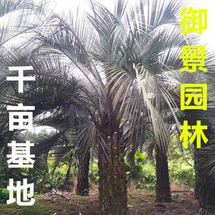 杆高2米自然高度4米布迪椰子价格椰子树棕榈树行道树风景树