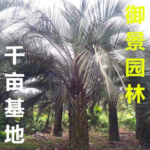 杆高2米自然高度4米布迪椰子价格椰子树棕榈树行道树风景树