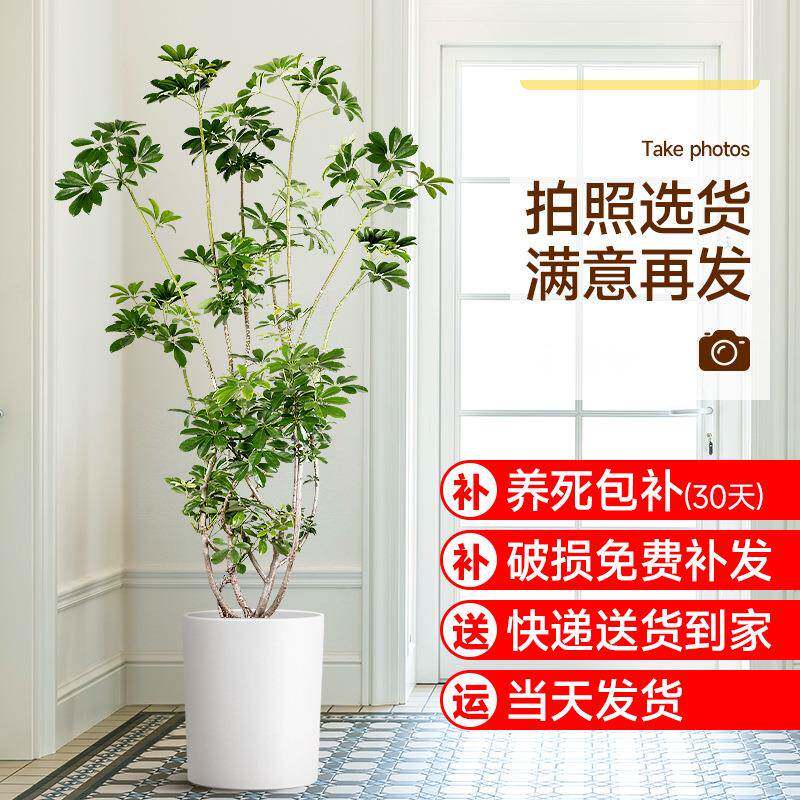 造型鸭脚木室内盆栽鸭掌木净化空气办公室客厅四季常青大型绿植物