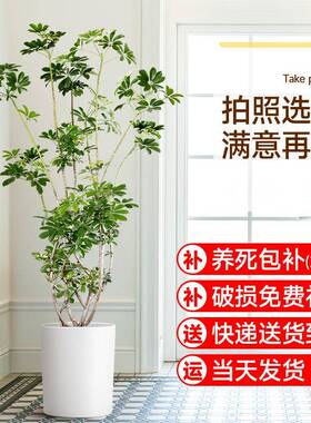 造型鸭脚木室内盆栽鸭掌木净化空气办公室客厅四季常青大型绿植物