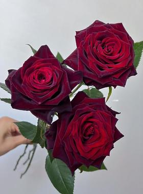 精选黑巴克玫瑰鲜花稀有小众黑红色丝绒质感玫瑰高级花材云南直发
