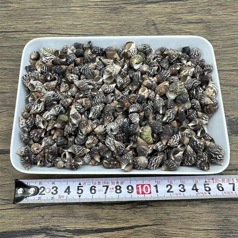 DHZ漂流瓶材料配件白米螺地中海微景观造景按斤 雪贝 米螺 贝壳海