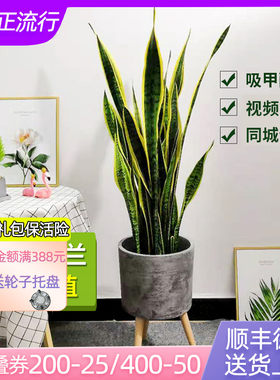 虎皮兰盆栽虎尾兰植物大金边净化空气室内吸甲醛防辐射懒人绿植