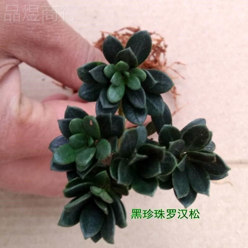 黑珍珠罗汉松微盆景素材小树苗四季常青室内种植桌面盆栽扦插繁殖