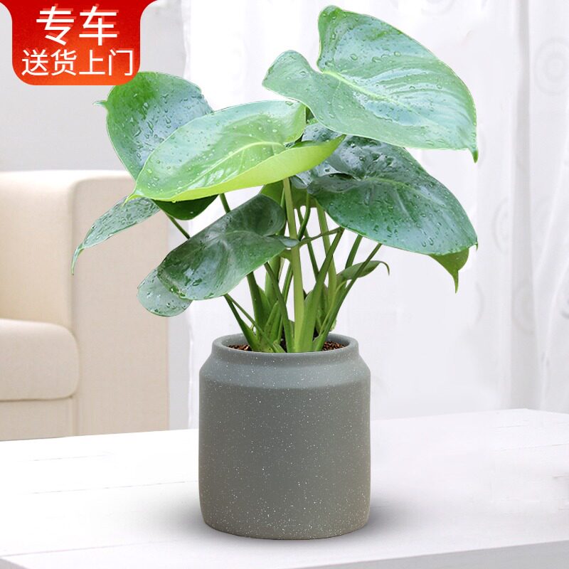 龟背竹盆栽 除甲醛新房装修 室内办公室桌面植物花卉送货上门