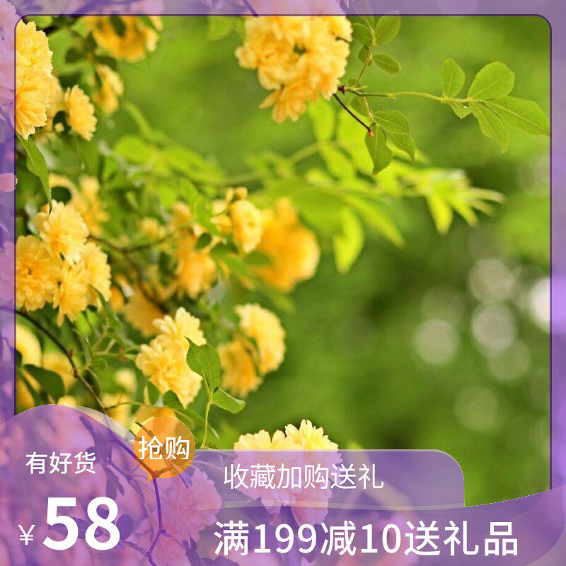 多年生攀援爬藤月季蔷薇黄木香花苗浓香庭院别墅花园露台拱门植物
