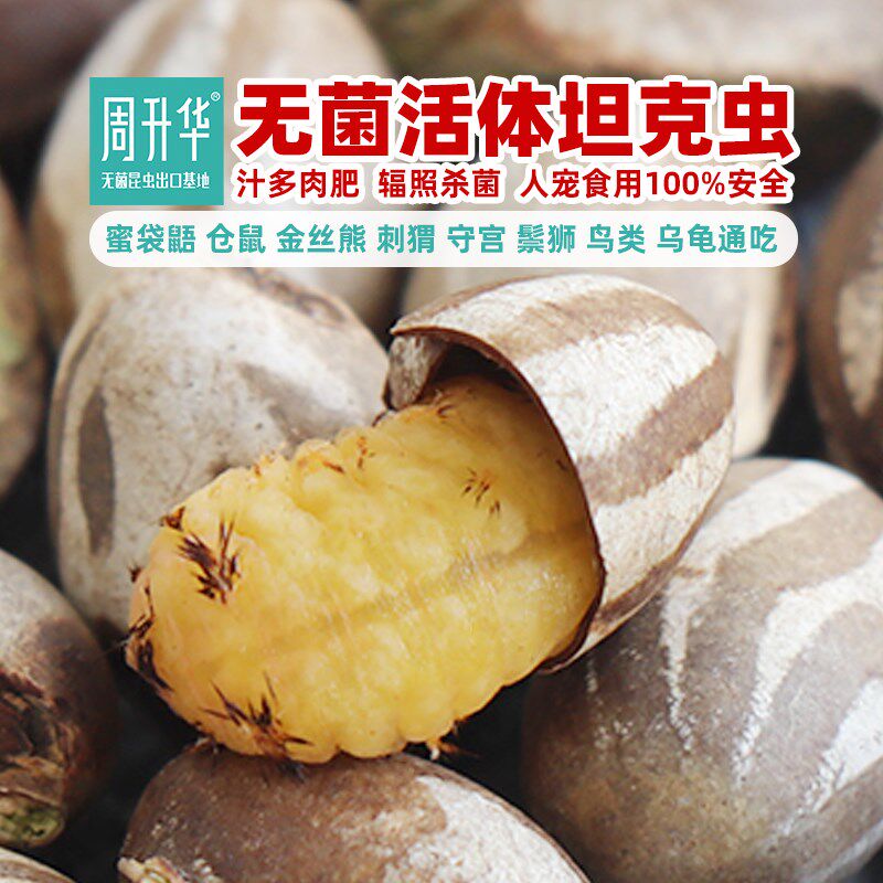 无菌坦克虫昆虫养殖活虫杨拉罐蜜袋鼯小仓鼠刺猬守宫乌龟角蛙食物