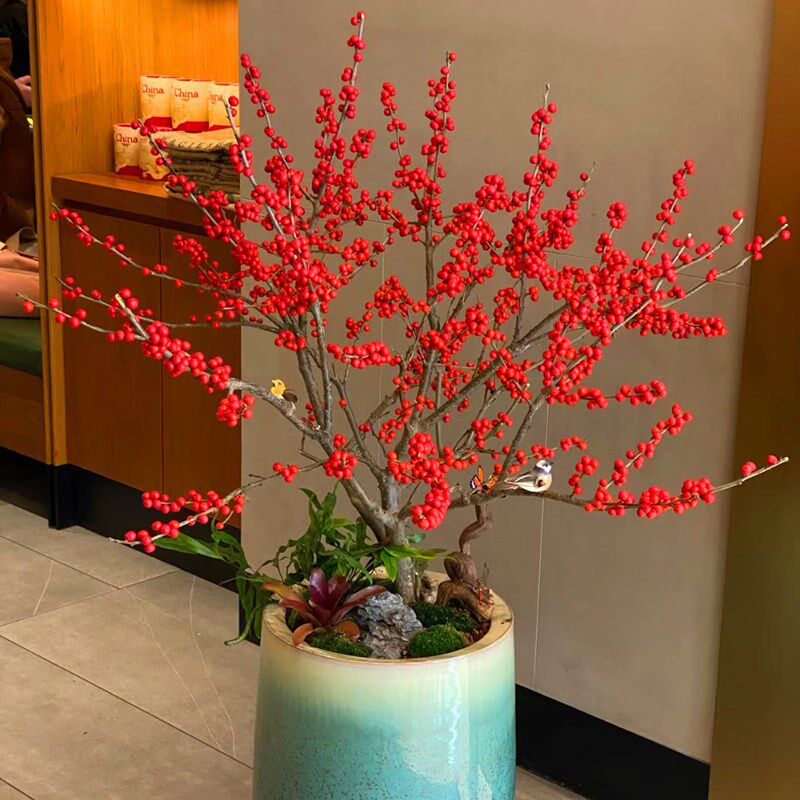 进口北美冬青树苗耐寒盆栽盆景庭院室内外花卉植物四季易养活带果