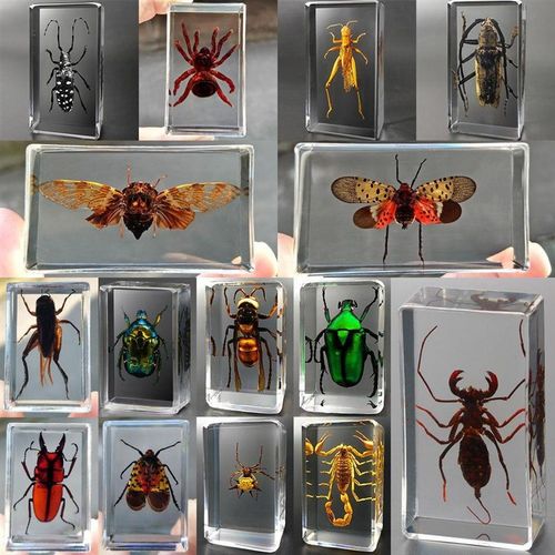 真实昆虫标本真虫透明树脂小摆件儿童早教玩具蝎子甲虫蜘蛛动物