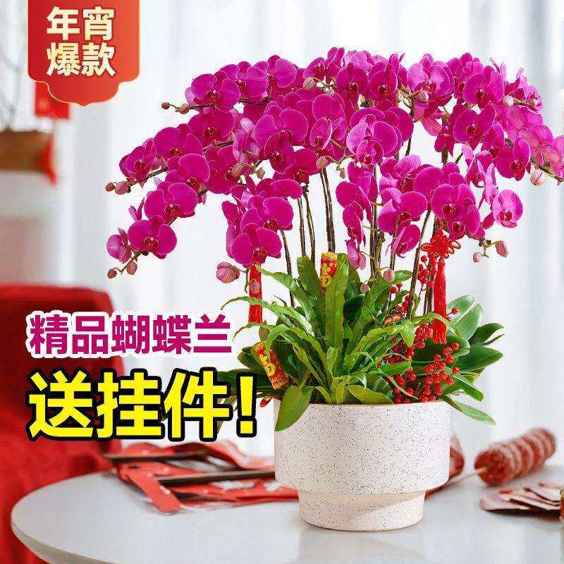 蝴蝶兰盆栽带花苞花剑兰花室内客厅花卉大花型植物春节好养活大盆