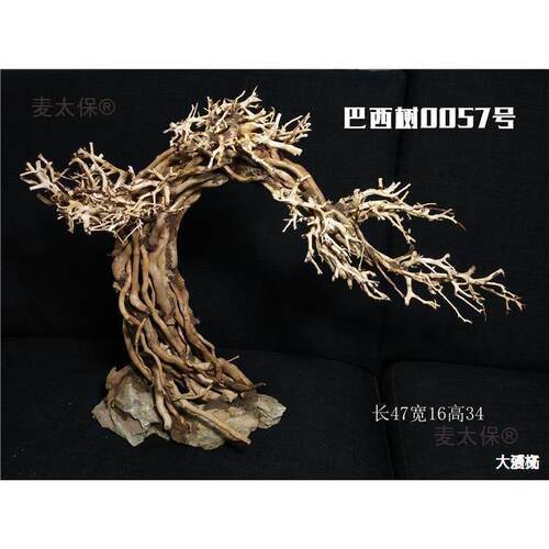 西树沉木莫斯树杜鹃根泰国枝水族箱造景鱼缸生命之树水草麦太保