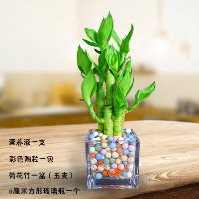 富贵竹土培盆栽步步高塔竹观音竹荷花竹绿植室内桌面四季常青富贵
