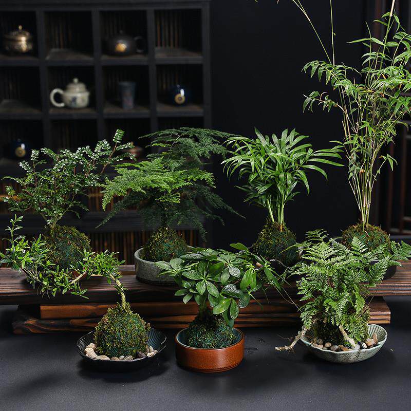 苔藓球绿植米竹文竹水培盆景室内桌面观赏竹子盆栽绿植绿植