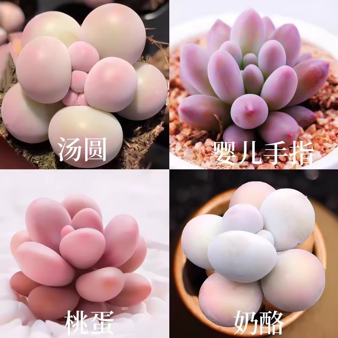 韩版汤圆手指奶酪多肉植物肉肉超萌新手桃蛋花卉糖豆迷你盆栽绿植