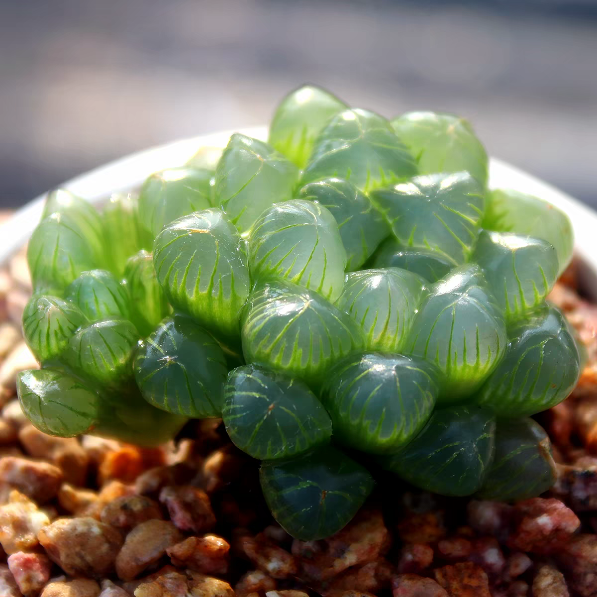 耐热耐阴多肉植物 冰灯姬玉露 带盆栽种好 大颗 奇趣组合盆栽肉肉
