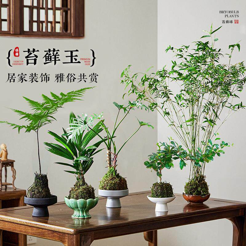 苔藓球水培植物桌面小盆栽办公室内中式禅意摆件微景观懒人好养活