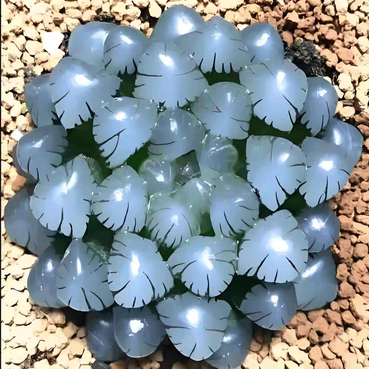 多肉植物冰灯琥珀水晶姬草玉露十多肉植物