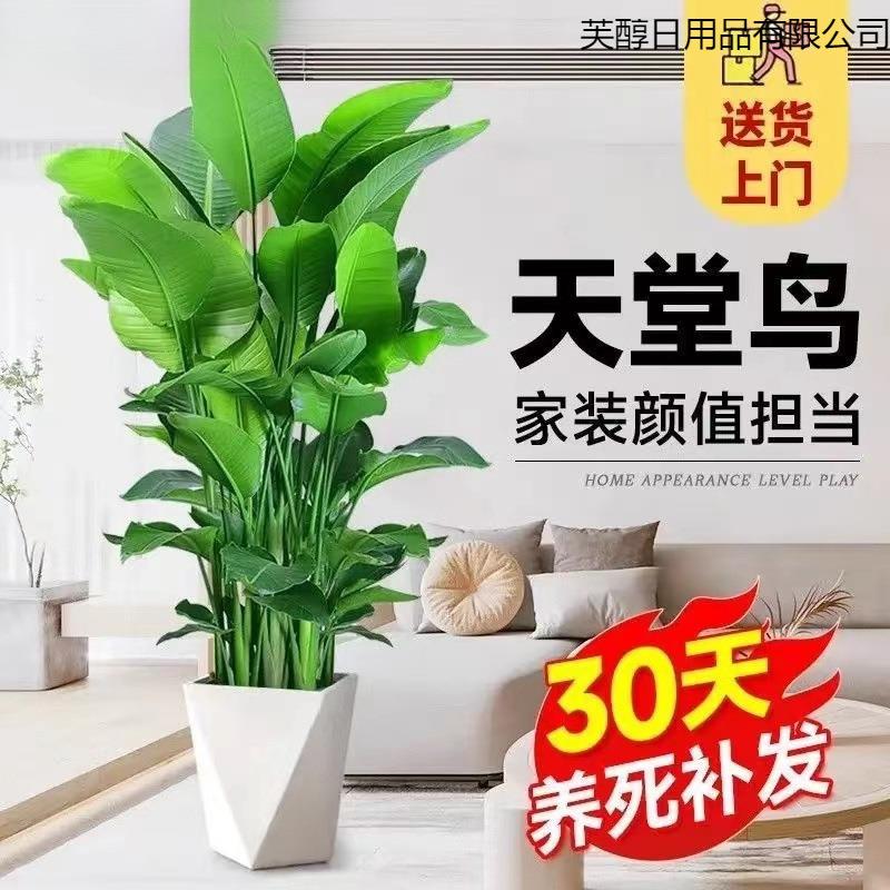 新款天堂鸟绿植大盆栽植物客厅懒型绿植室内新房除甲醛鹤望兰盆栽