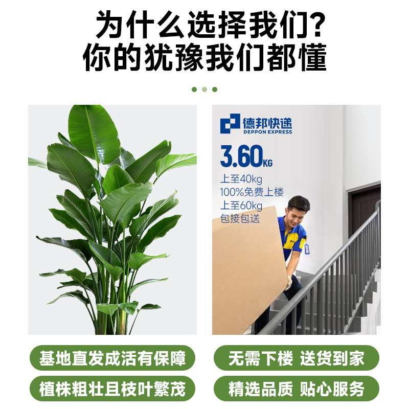天堂鸟盆栽室内客厅大型绿植办公室大叶植物花卉鹤望兰去甲醛盆景