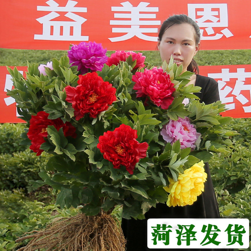 菏泽牡丹花苗大苗盆栽室内外庭院绿植正宗观赏重瓣牡丹花卉带花苞