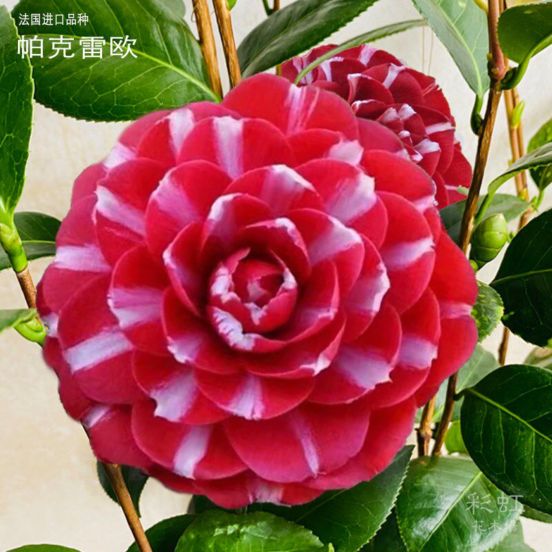 法国进口名贵茶花帕克雷欧老桩盆栽耐寒好养适用空间多样植物 带