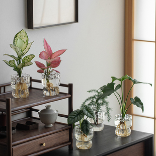 水培植物春羽吉利红办公室内桌面水培盆栽净化空气易养去甲醛绿植