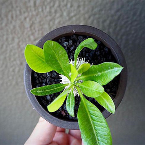 惠比大黑仙人球盆栽进口多肉植物块根室内花卉开花仙人掌科稀有