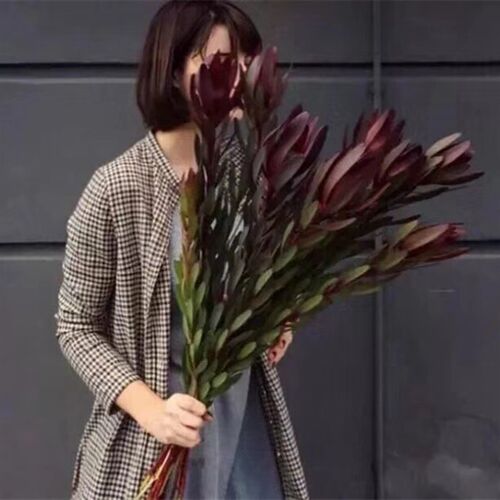 南非进口 木百合鲜花 家庭插花  可做干花 云南直发