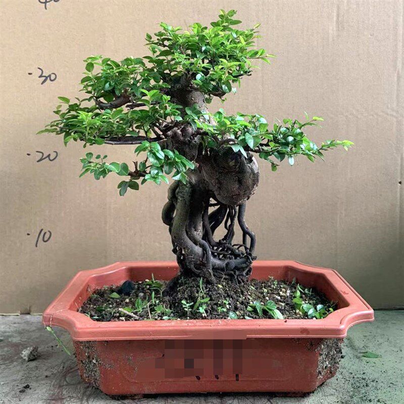 小叶红芽雀梅树桩盆景造型矮霸精品老桩净化空气绿植盆栽四季常青