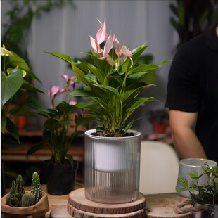 高端粉掌紫掌莉莉齐祖进口品种彩掌耐阴可水培室内开花绿植盆栽