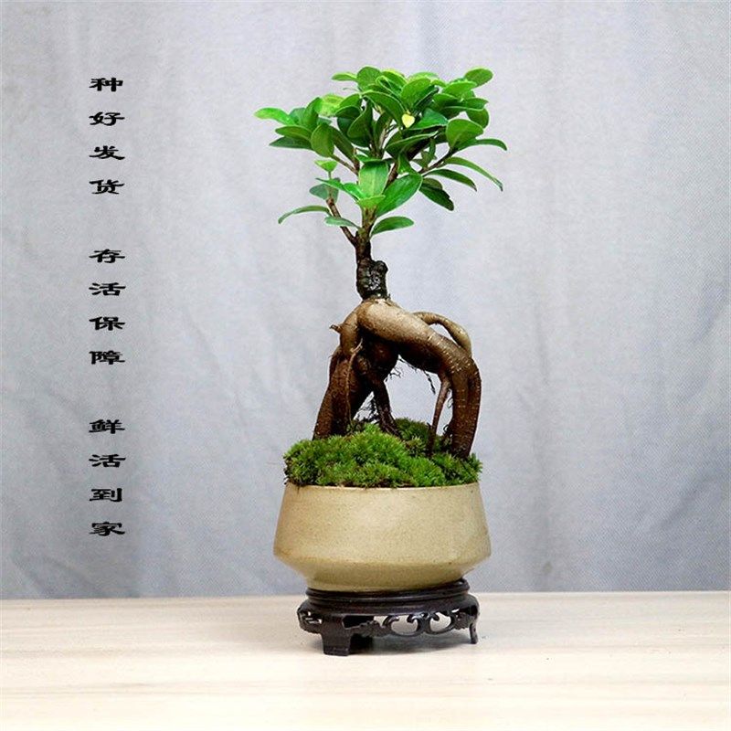 小叶人参榕树盆栽造型老桩植物室内办公室茶几桌面小绿植四季常青