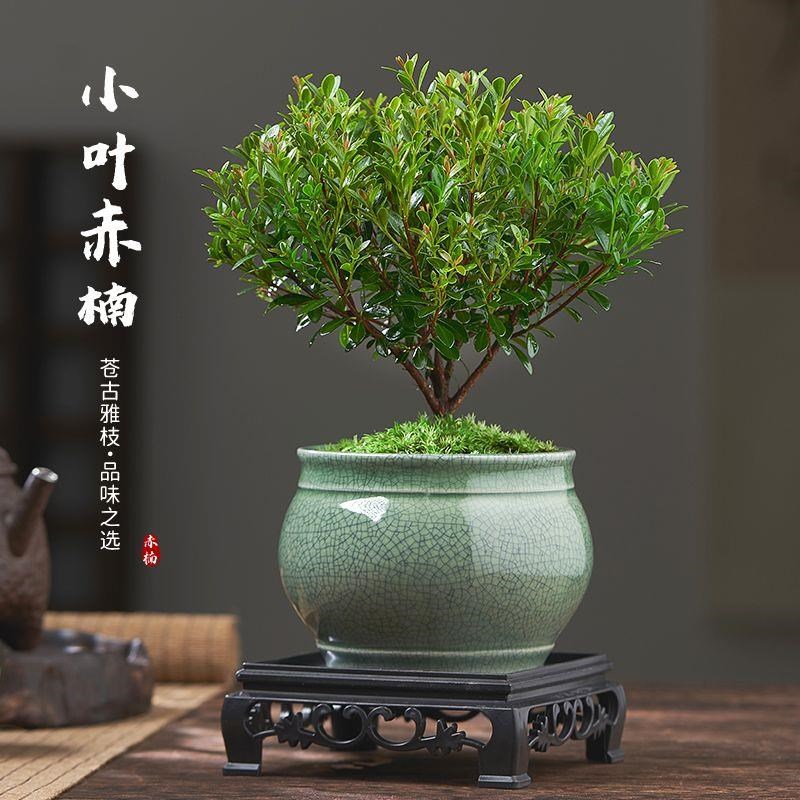 新疆西藏包邮小叶赤楠老桩盆栽盆景迷你植物室内花卉办公室桌面小
