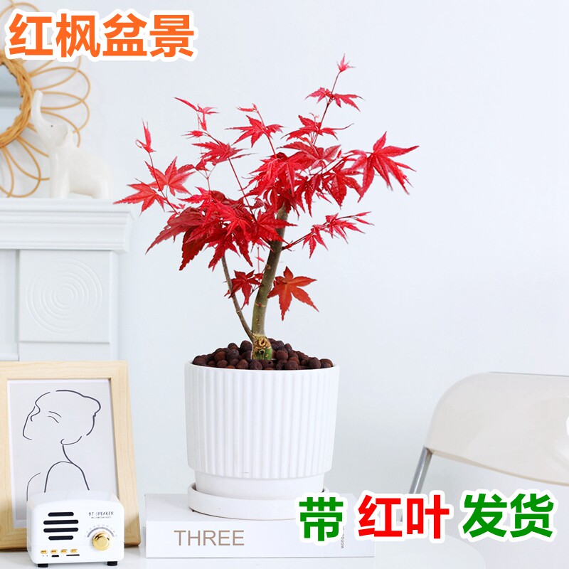 红枫树苗四季红绿植室内盆栽植物小盆栽老桩耐寒观叶红舞姬好养活图片