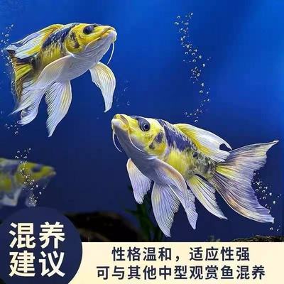 德系玛雅蝴蝶鲤精品冷水观赏鱼