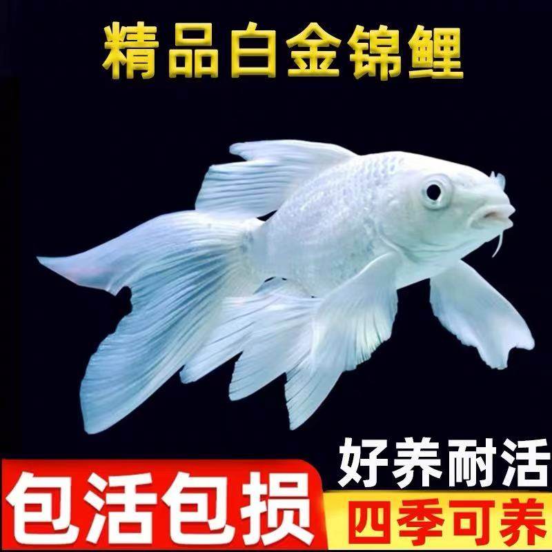 白金锦鲤纯种耐寒白金蝴蝶锦鲤冷水观赏鱼易存活鱼苗鱼缸起运组合