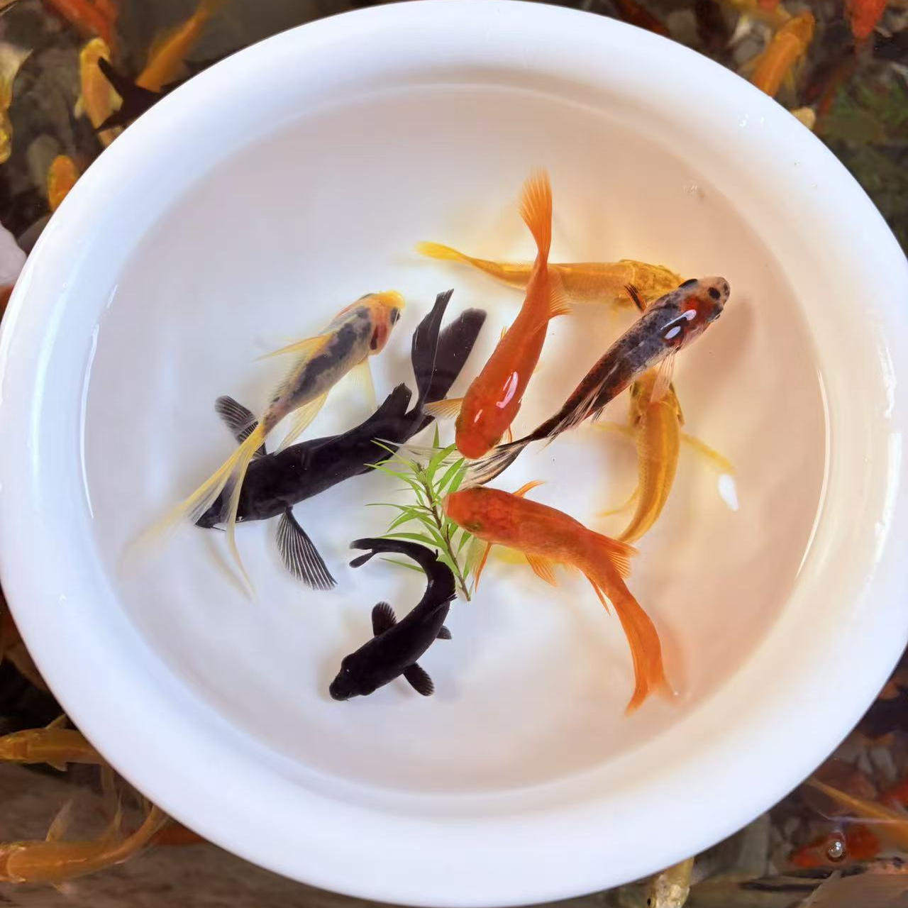 【多巴胺】自来水可养多彩小金鱼锦鲤观赏鱼小型淡水随机拼色发出