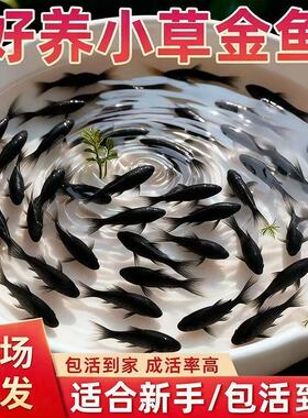 黑色锦鲫观赏鱼草金鱼新手好养自来水淡水鱼耐寒不用加热鱼场直发
