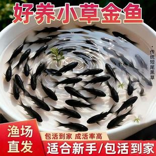 黑色锦鲫观赏鱼草金鱼新手好养自来水淡水鱼耐寒不用加热鱼场直发