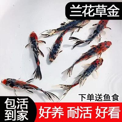 兰花草金锦鲫锦鲤活体好养耐寒
