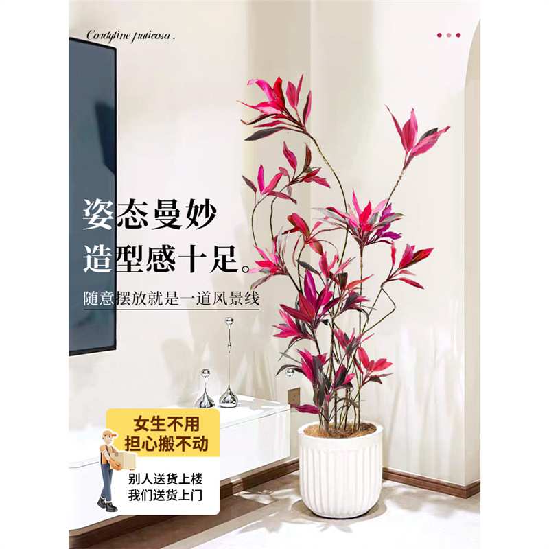红叶朱蕉盆栽大型绿植办公室内客厅落地式真花吸甲醛旺宅四季常青