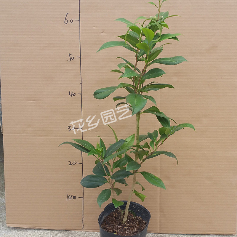 珍品黄色茶花正黄旗茶花苗带花苞盆栽黄色花卉盆栽花卉绿植包邮