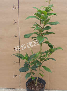 珍品黄色茶花正黄旗茶花苗带花苞盆栽黄色花卉盆栽花卉绿植包邮