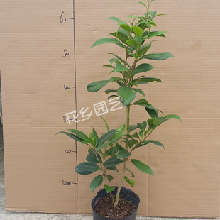 珍品黄色茶花正黄旗茶花苗带花苞盆栽黄色花卉盆栽花卉绿植包邮