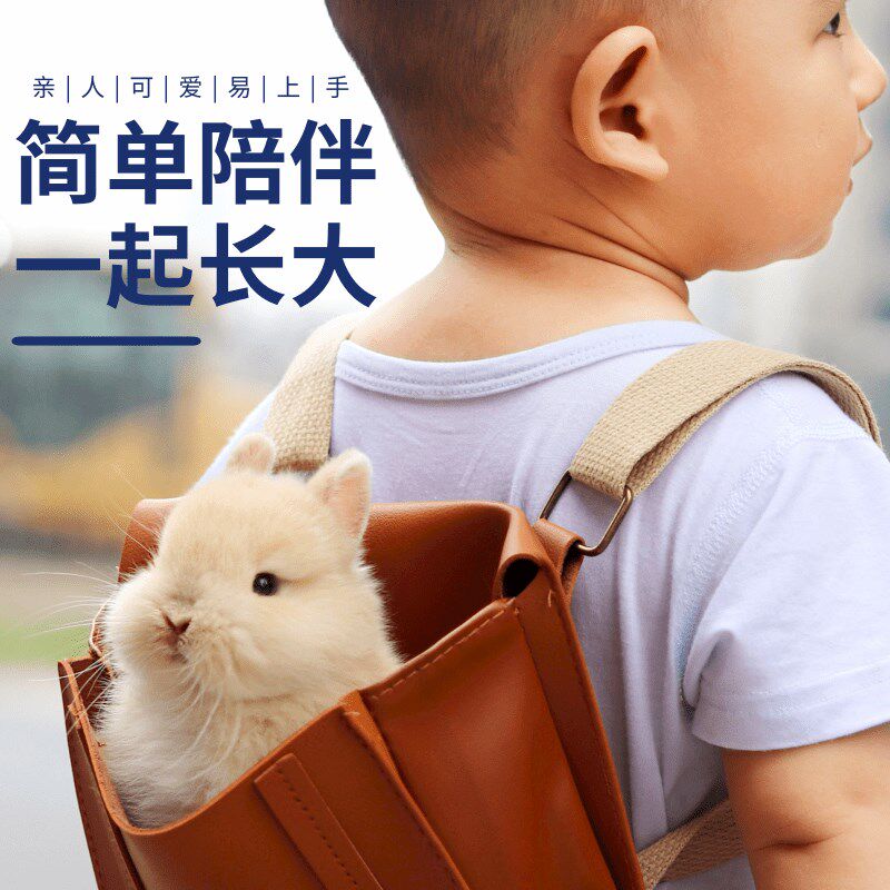 荷兰进口纯种双血统侏儒兔长不大小型迷你宠物兔垂耳兔活体活物