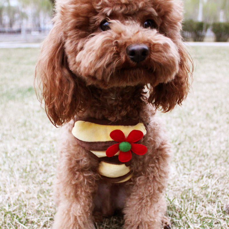 包邮泰迪宠物狗狗链子绳子小型犬胸背带牵引绳家用牵引带用品花朵