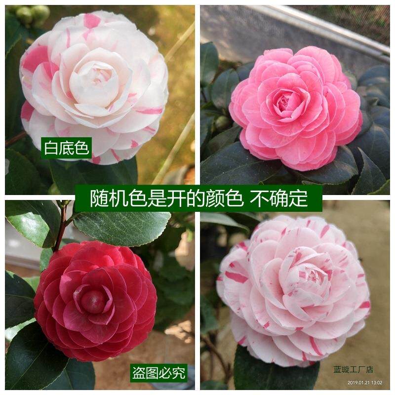 茶花盆栽白十八学士花卉阳台室内客厅四季绿植苗庭院植物好养