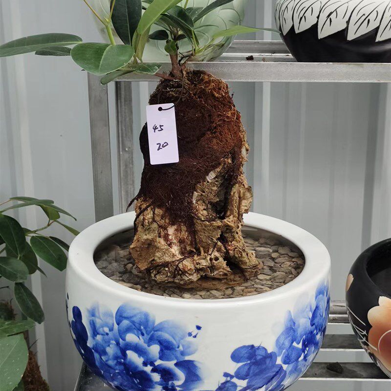 上水石植物假山盆景室内好养易活四季常绿吸收甲醛观赏湿化